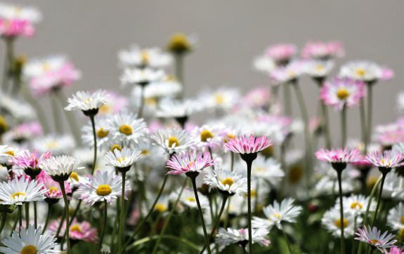 bloemen