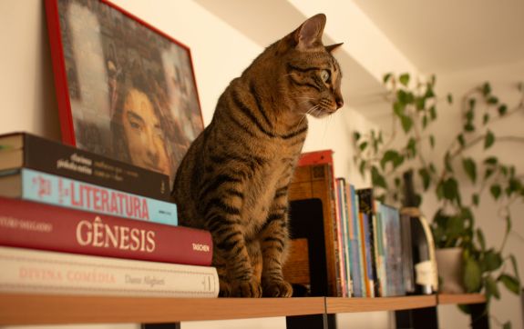 Kat zit tussen boeken op de kast