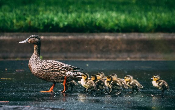 Bruine eend loopt met baby eendjes